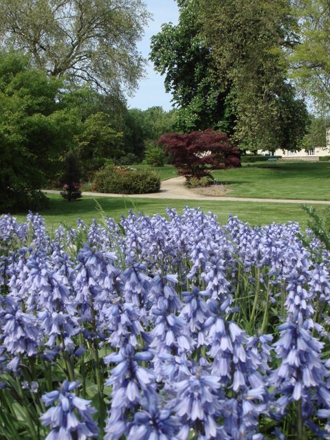Hyacinthoides hispanica 2